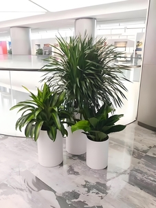 宁波余姚绿植出租价格